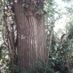 Châtaignier Moulin du Pinier Rougnac (2)