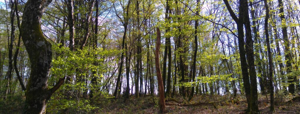 Les nouveaux standards de gestion forestière durable PEFC pour la France