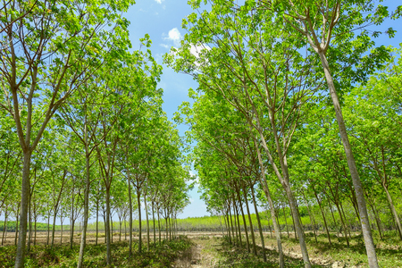 Que savoir sur le Paulownia