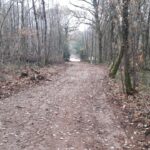 Chemin débardage (3)