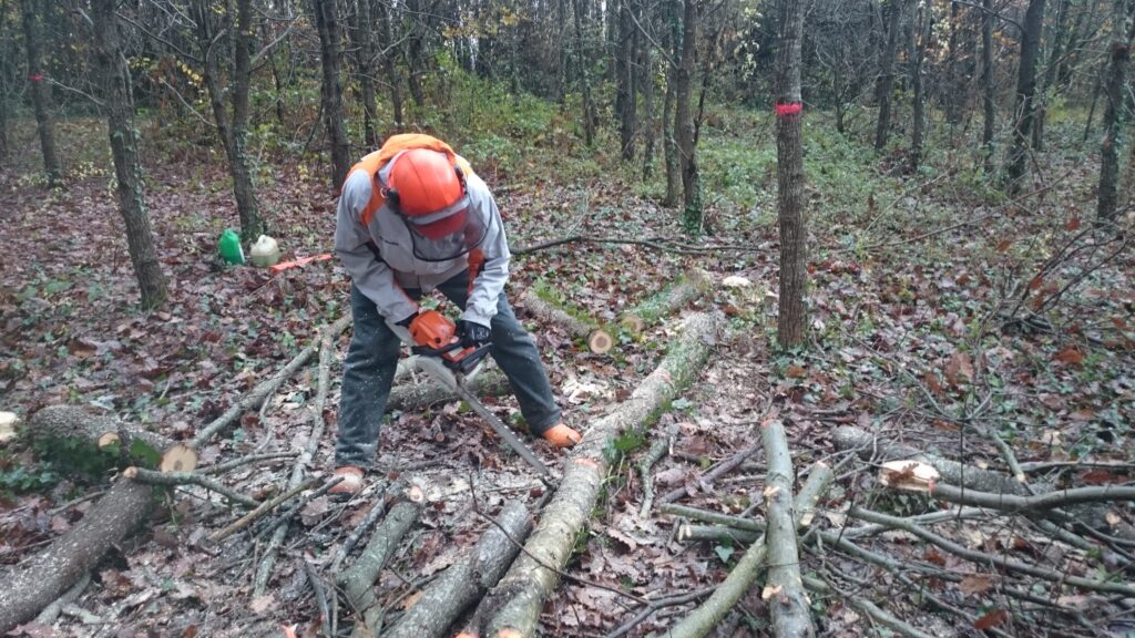 Contrat de vente de bois de feu sur pied