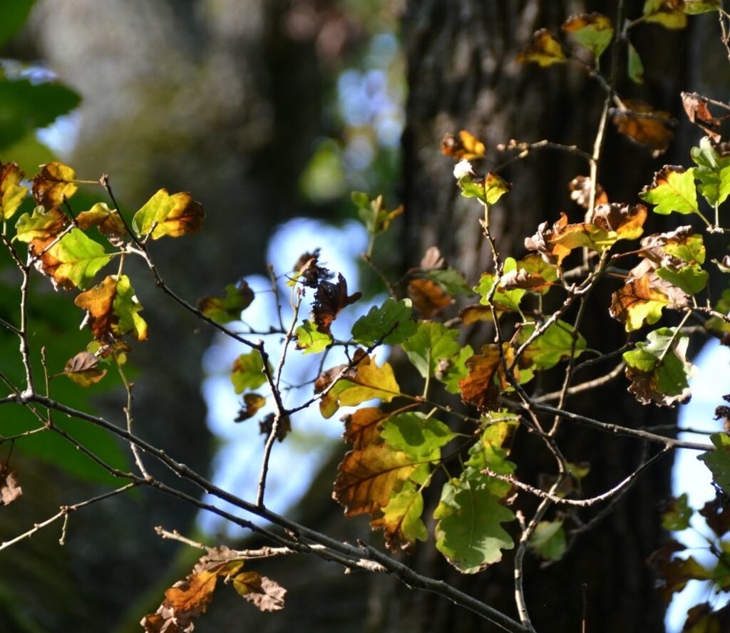 Assemblée Générale du CETEF –  Vendredi 6 mars 2026