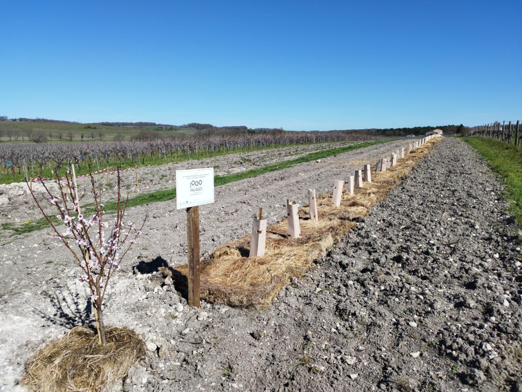 Le CETEF partie prenante des plantations de haies avec 1000 Palisses