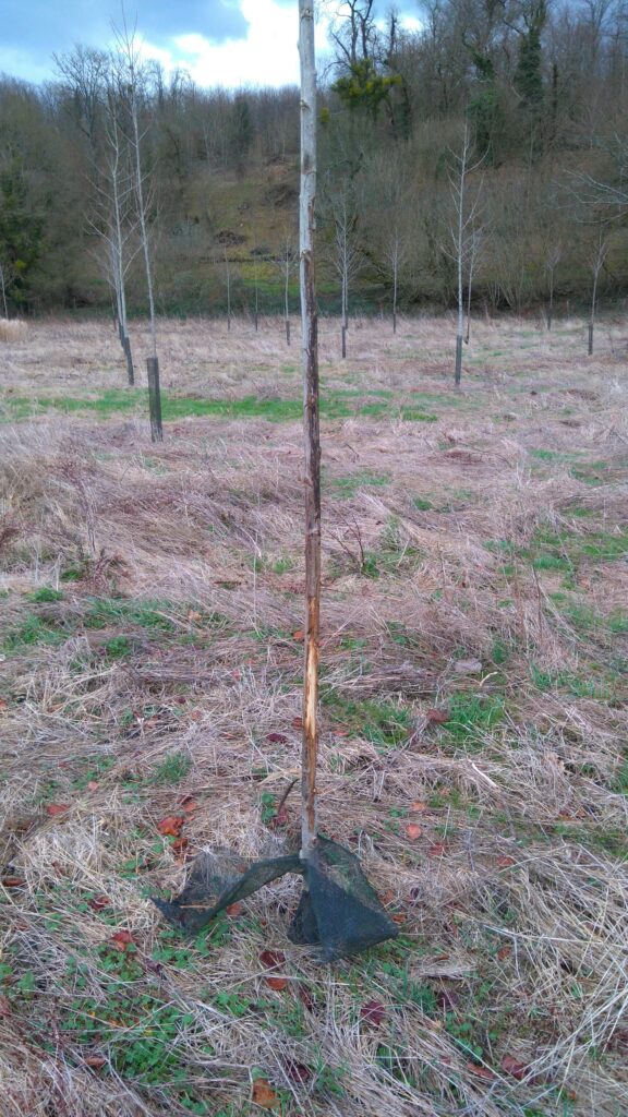 Comment la pression du gibier menace le renouvellement des forêts
